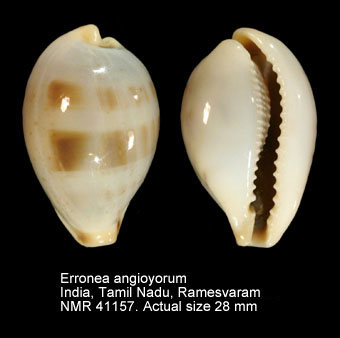 Erronea angioyorum.jpg - Erronea angioyorum(Biraghi,1978)